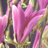 afbeelding suus magnolia