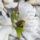 angela schijf lieve tekst voor menina in bloesem ster-magnolia