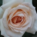 aspects of love roos geplat door lone van roosendaal, rené van kooten en maaike widdershoven bij buitengoed de gaard