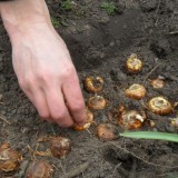 barry atsma legt gladiolenbollen in de bodem van buitengoed de gaard limburg