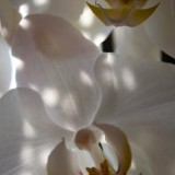 altijd mooie orchideeen bij restaurant da vinci in maasbracht foto belinda keulen 