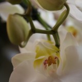 witte orchideeen da vinci maasbracht foto belinda keulen 