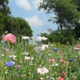 prachtige veldboeket tuin bij openluchtmuseum eynderhoof