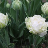 sander janson 'snow chrystal' tulpen bij buitengoed de gaard
