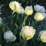 sander janson 'snow chrystal' tulpen bloeien bij buitengoed de gaard
