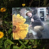tony neef sonnebloem'langs het tuinpad van mijn vader' bloeit elk jaar prachtig bij buitengoed de gaard